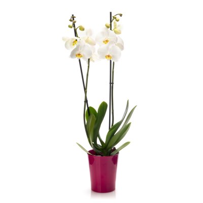 Orchidee im Topf weiß (2 Stk.)