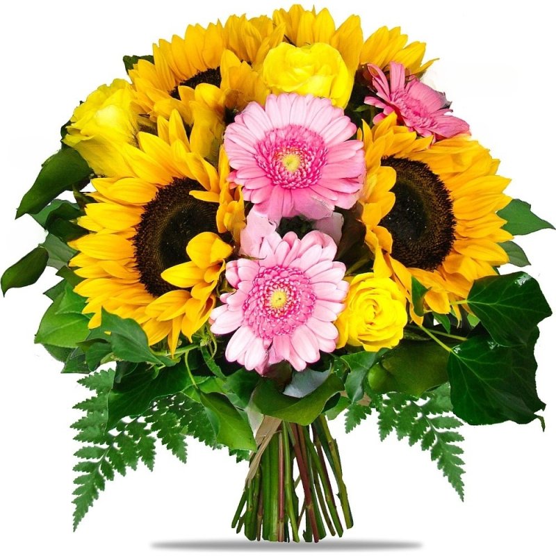 Sonnenblumen und Germini
