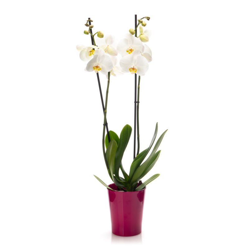 Orchidee im Topf weiß (2 Stk.)